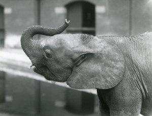 Jeune éléphante pygmée africaine Oojah levant sa trompe au zoo de Londres, juillet 1925 - Frederick William Bond