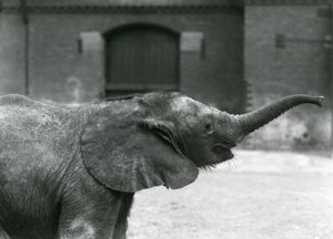 Jeune éléphante pygmée africaine Oojah levant sa trompe pour une friandise au zoo de Londres, juillet 1925 - Frederick William Bond