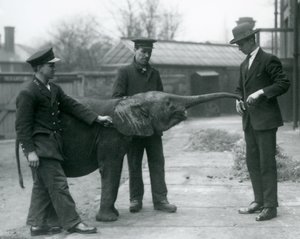 Jeune éléphante pygmée africaine Oojah levant sa trompe pour une friandise au zoo de Londres, juin 1925