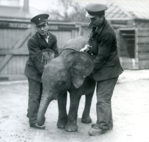 Jeune éléphante pygmée africaine Oojah avec deux gardiens au zoo de Londres en avril 1925 - Frederick William Bond