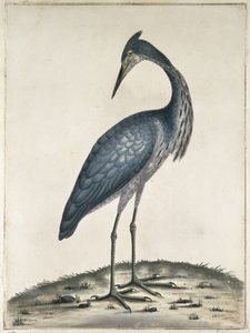 Un héron, 1789