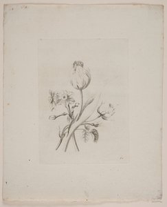 Motif floral - Frederik Schepelern