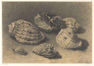 Six coquillages - Frederik Willem Zürcher