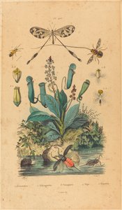 Insectes et fleurs - French 19th Century
