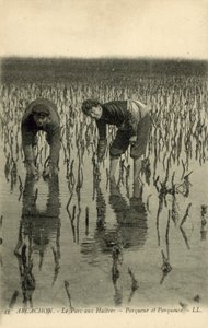 Arcachon, Le Parc aux Huîtres - French Photographer