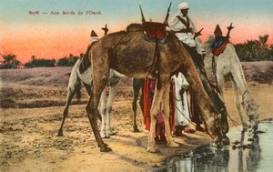 Chameaux buvant au bord de la rivière Oued, Algérie - French Photographer