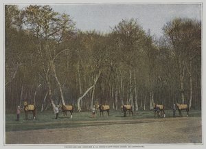 Exercice des chevaux de course à La Croix-Saint-Ouen dans la Forêt de Compiègne, France - French Photographer