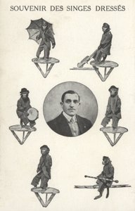 Singes en costume - French Photographer