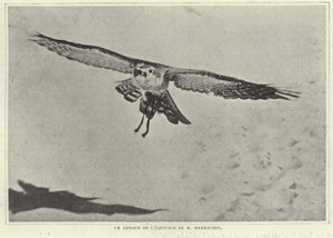 Un des oiseaux de M. Barrachin - French Photographer