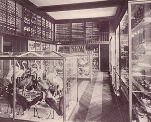 Paris : Galerie des oiseaux, Musée d