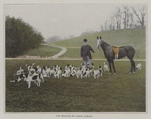 Les beagles du Comte Cowley (photo couleur) - French Photographer