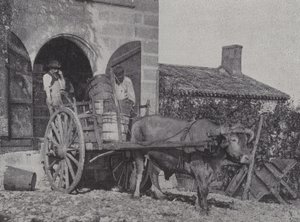 Transport de raisins récoltés par charrette à bœufs - French Photographer
