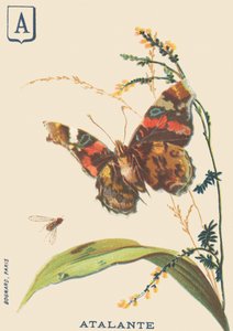 A : Atalante (Vanessa atalanta ou Vulcain) - French School