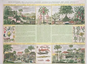 Description des plantes, arbres, animaux et poissons trouvés aux Antilles, illustration de Histoire Générale des Antilles Habitées par les Français Vol. 2 par Jean Baptiste Du Tertre (1610-1687) - French School