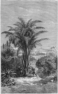 Un Gagouier de Guinée est un palmier de la tribu des calamees. Il est indispensable à la vie car il donne aux Africains du pain et du vin. Gravure dans « Le Journal de la Jeunesse » - French School