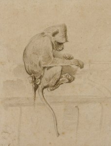 Un singe - French School