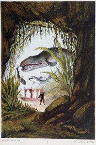 Un garçon sous la mer avec une baleine et un requin - dans « Voyage au fond de la mer » par H. de la Blanchère. Paris, éd. Jouvet et Cie, sd. 1880 - French School