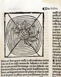 Une araignée dans sa toile dans "Le Jardin de santé traduit du latin en français nouvellement imprimé à Paris"