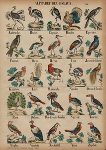 De A à Z des oiseaux - French School