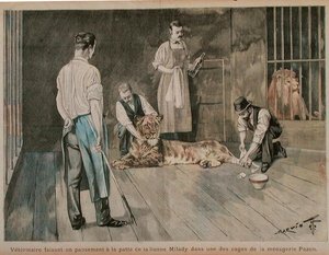 Un vétérinaire bandant la patte de la lionne Milady, vers 1898-99 - French School
