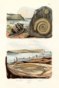 Amiral Cone, 1833-39 - French School