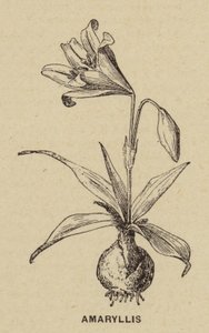 Amaryllis