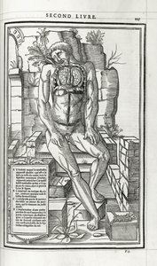 Illustration anatomique, 1546 - French School