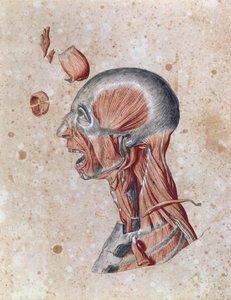 Anatomie de la tête, dessinée par un étudiant (crayon de couleur sur papier) - French School