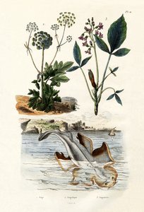 Ange de mer, 1833-39