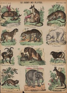 Animaux au Jardin des Plantes, Paris, France - French School