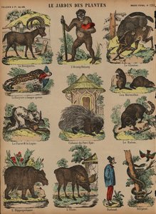Animaux au Jardin des Plantes, Paris, France - French School