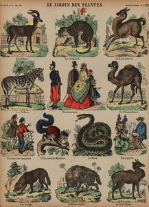 Animaux du Jardin des Plantes, Paris, France - French School