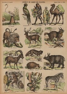 Animaux du Jardin des Plantes, Paris, France - French School
