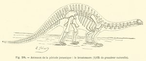 Animaux de la période jurassique, le brontosaure - French School