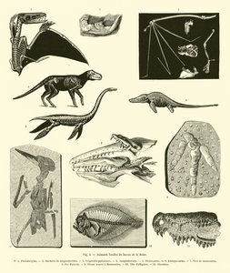 Animaux fossiles du bassin de la Seine - French School