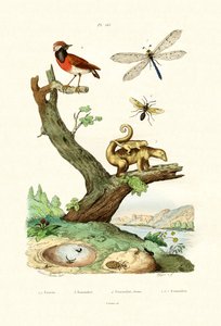 Fourmis - French School