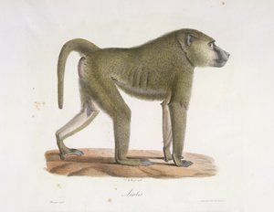 Anubis. Un babouin, de Histoire Naturelle des Mammifères - French School