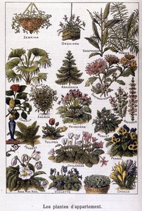 Plantes d