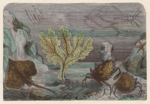 Aquarium - French School