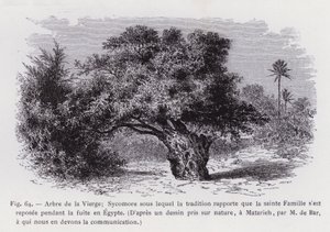 Arbre de la Vierge; Sycomore sous lequel la tradition rapporte que la Sainte Famille s
