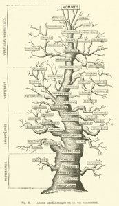 Arbre généalogique de la vie terrestre (gravure) - French School