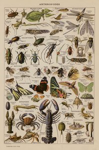 Arthropodes