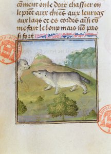 Blaireaux, du Livre de la Chasse par Gaston Phébus de Foix - French School