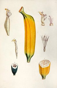 Banane, de 