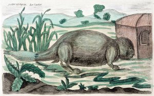 Castor. Illustration par M. Toussaint (1756) dans « Observations périodiques sur la physique, l