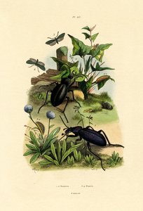 Coléoptères