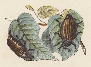 Coléoptères sur des feuilles - French School