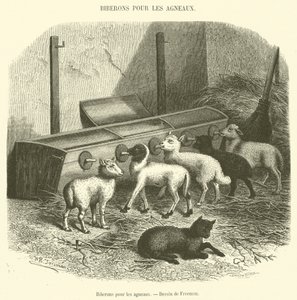 Biberons pour les agneaux - French School