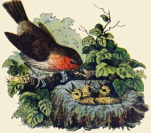 Oiseau et poussins dans un nid. Gravure dans "ABC indéchirable sur toile vernie". A. Capendu, éditeur, Paris, fin XIXe siècle. Librairie enfantine illustrée.