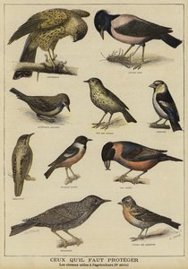 Oiseaux nécessitant une protection en raison de leur utilité pour l